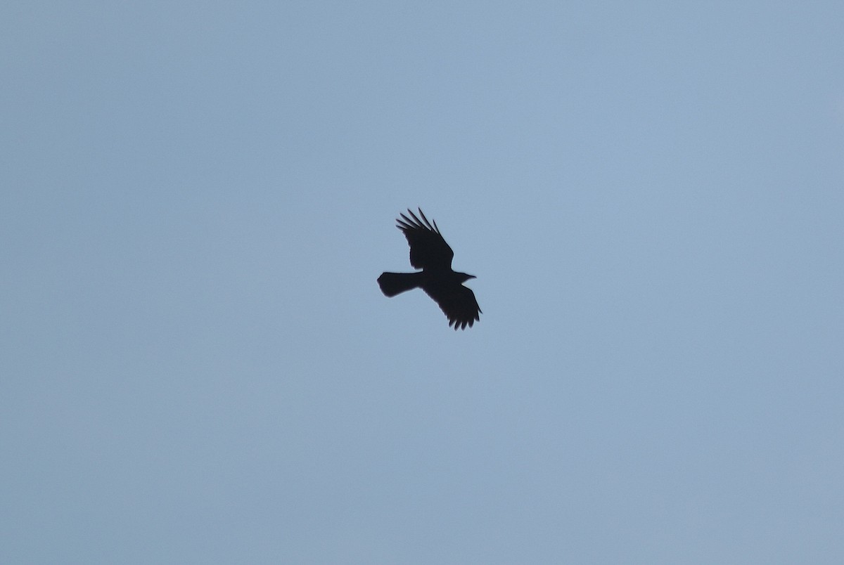 Common Raven - ML151068521