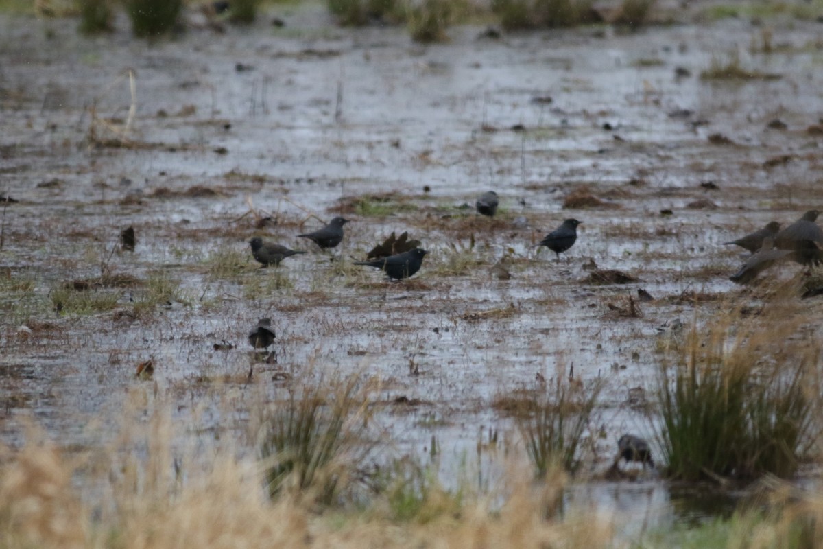 Rusty Blackbird - ML151069131