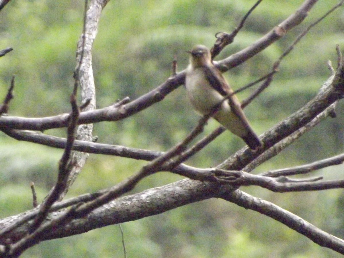 Mountain Elaenia - ML151070161