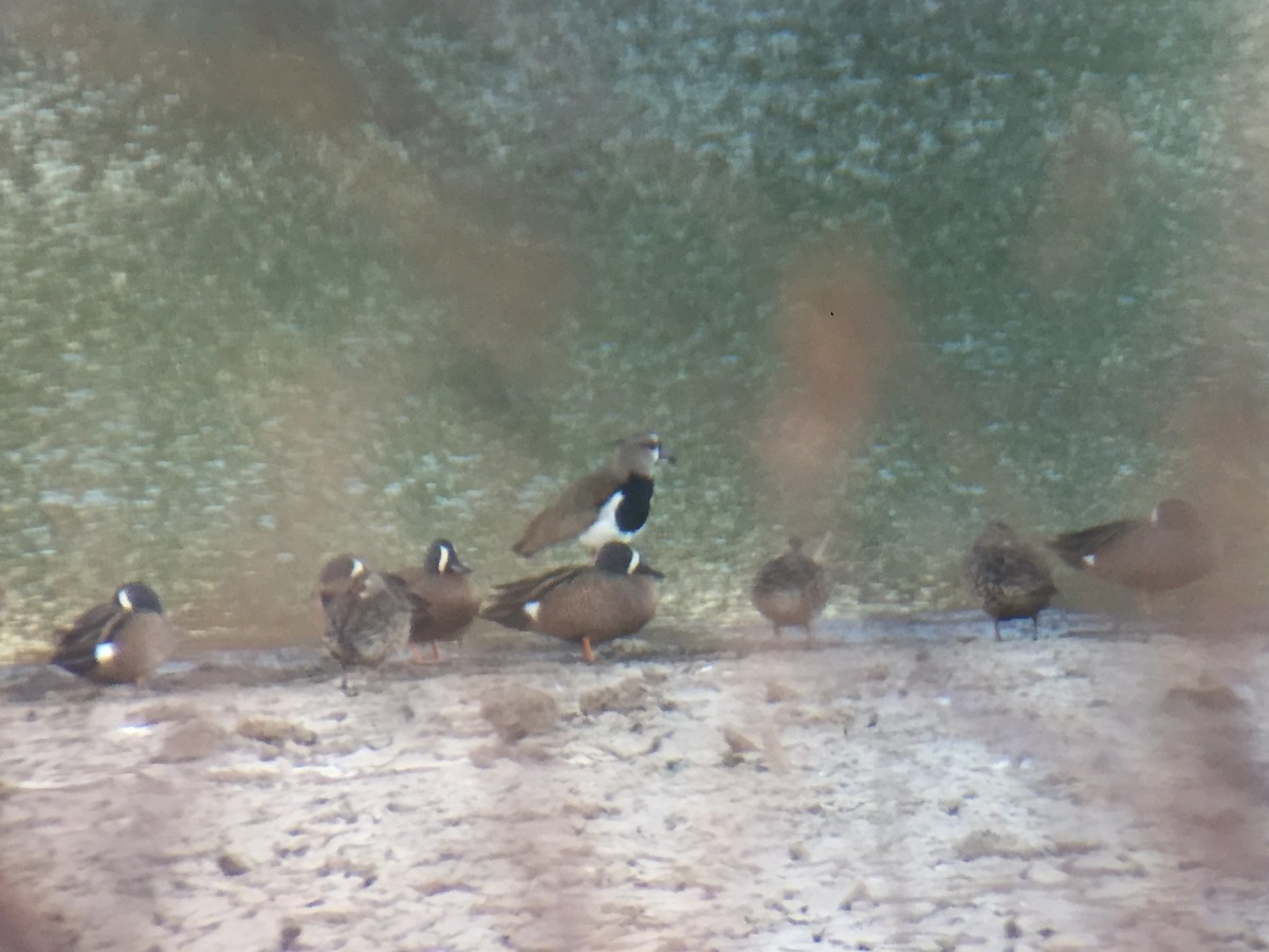 Southern Lapwing - ML151070271