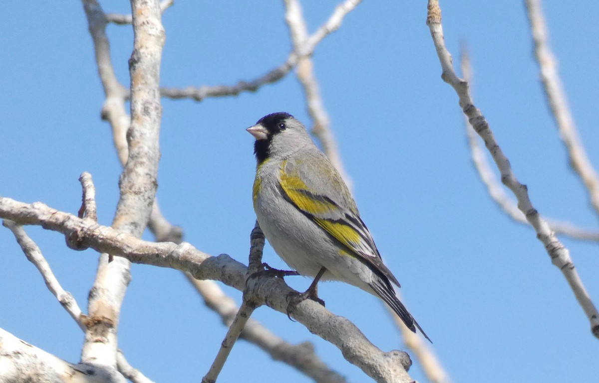 Lawrence's Goldfinch - John Callender