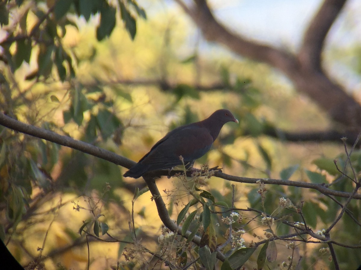 Red-billed Pigeon - ML151071211