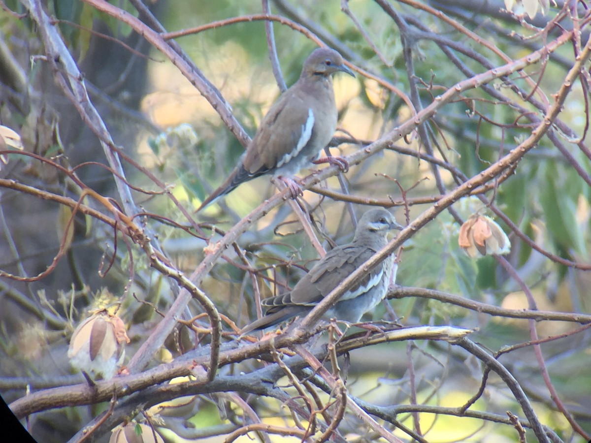 White-winged Dove - ML151071501