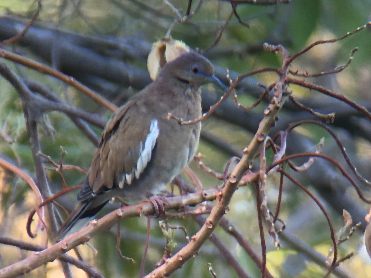 White-winged Dove - ML151071511