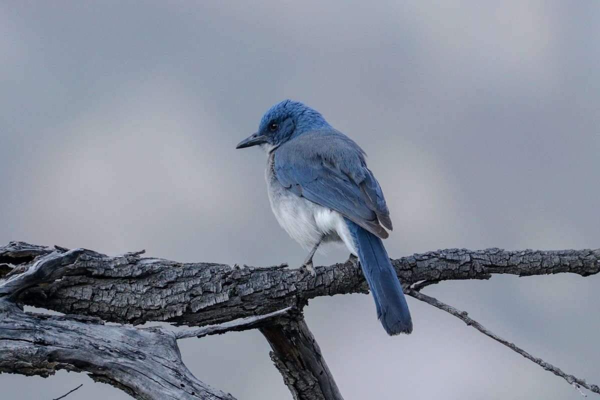 Mexican Jay (Couch's) - eBird