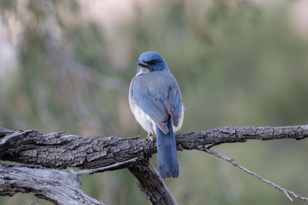 Mexican Jay (Couch's) - ML151071791