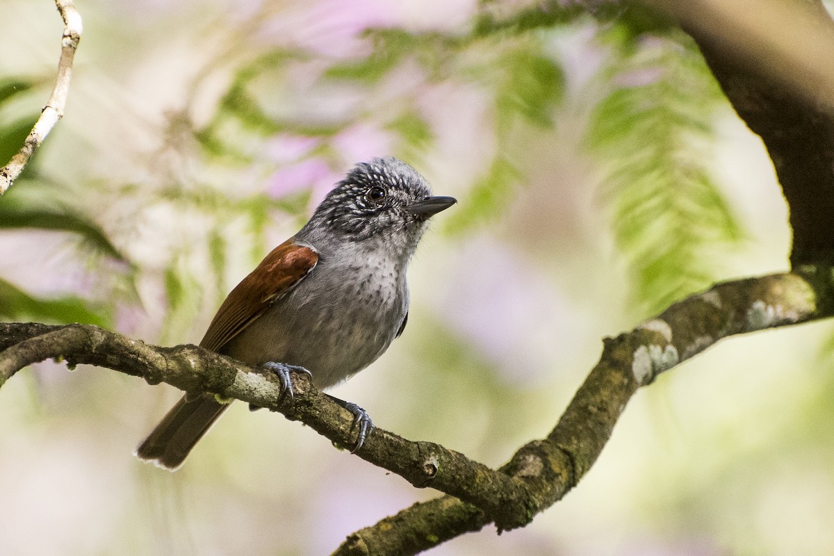 Rufous-backed Antvireo - Luiz Carlos Ramassotti