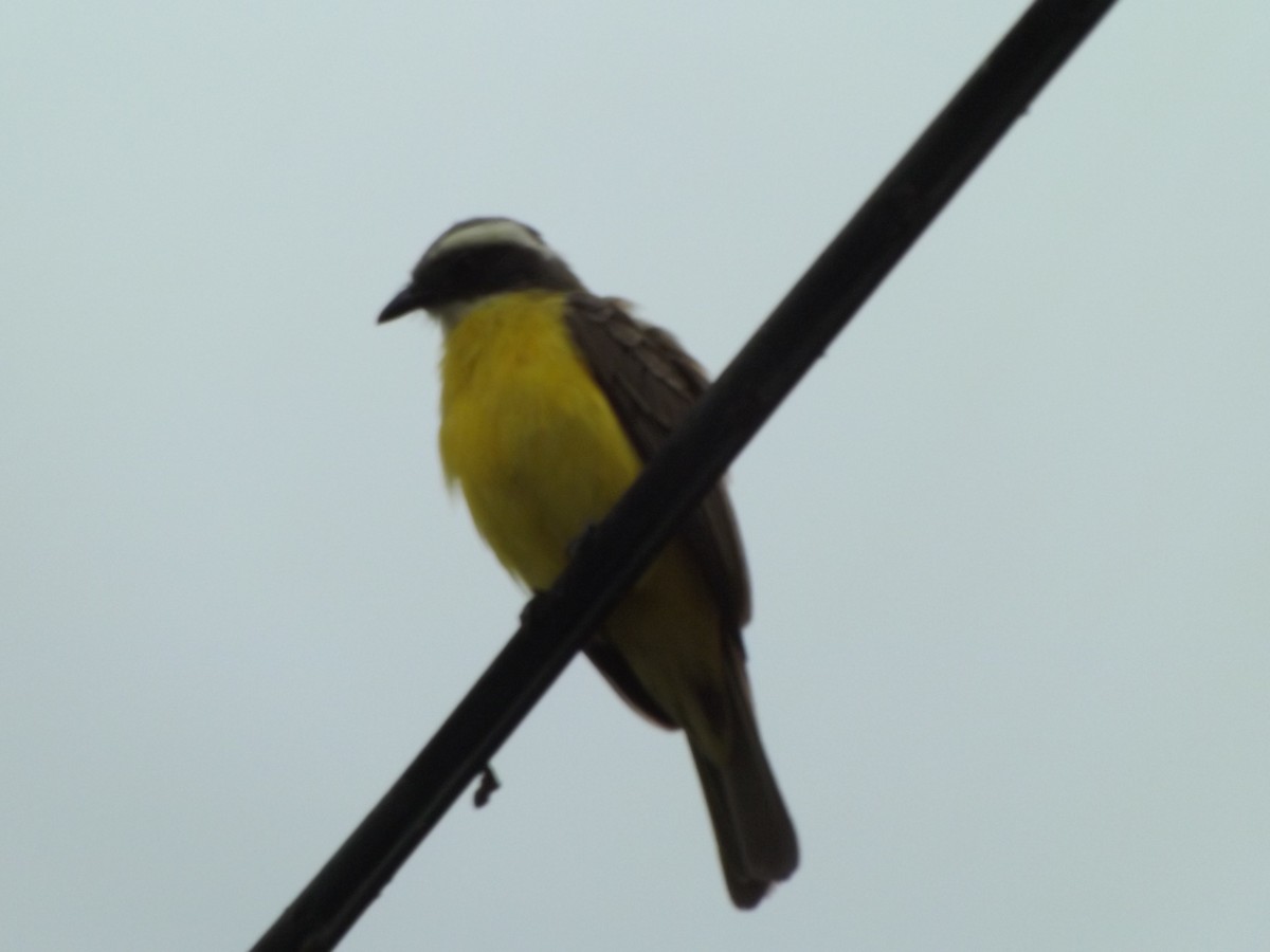 Rusty-margined Flycatcher - ML151072171