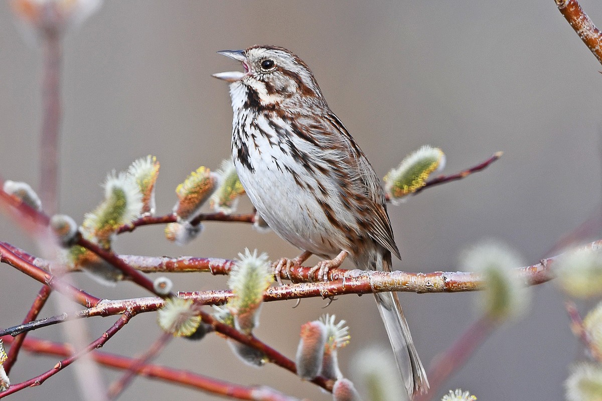 Song Sparrow - ML151073551