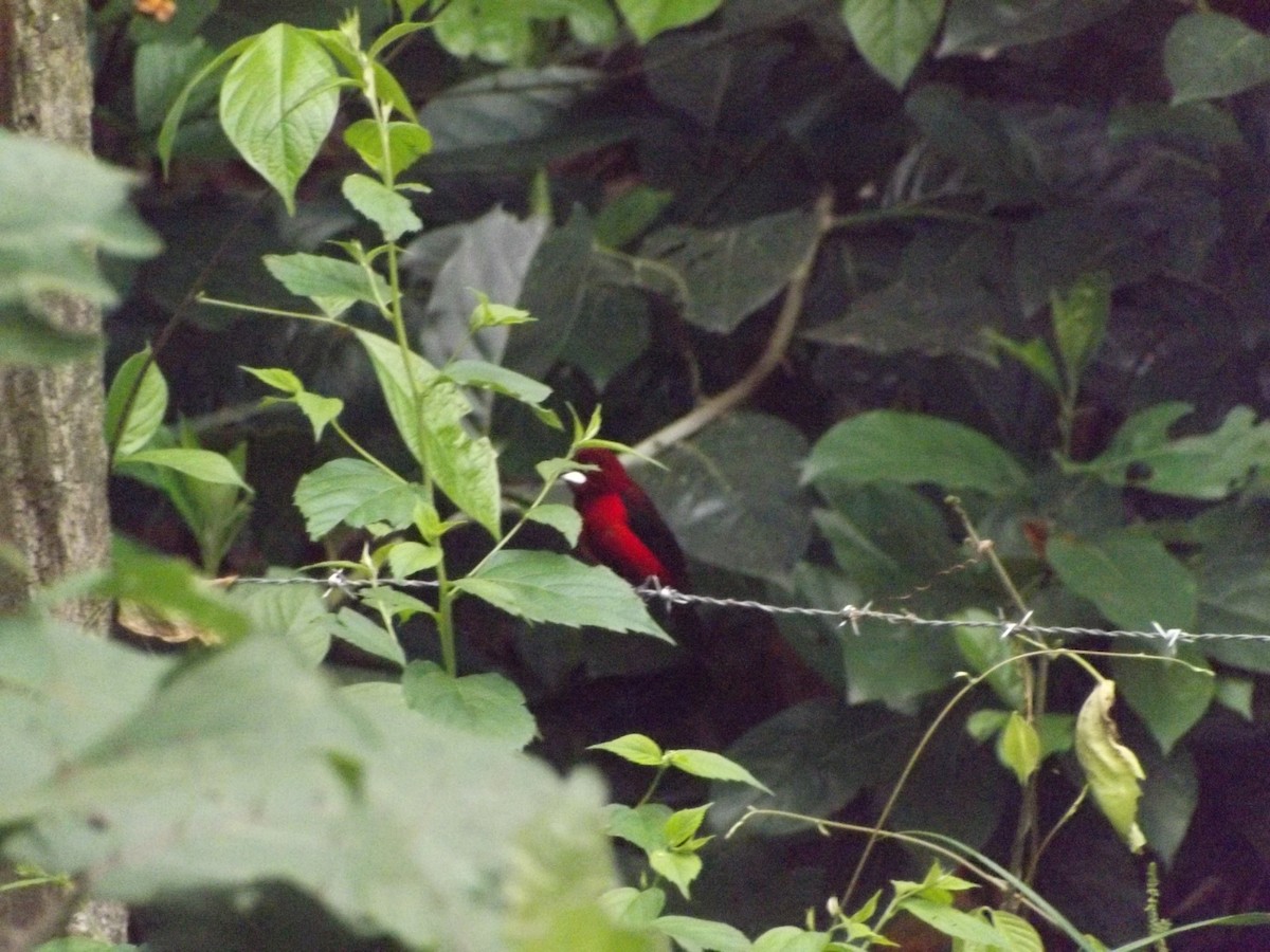 Crimson-backed Tanager - ML151073711