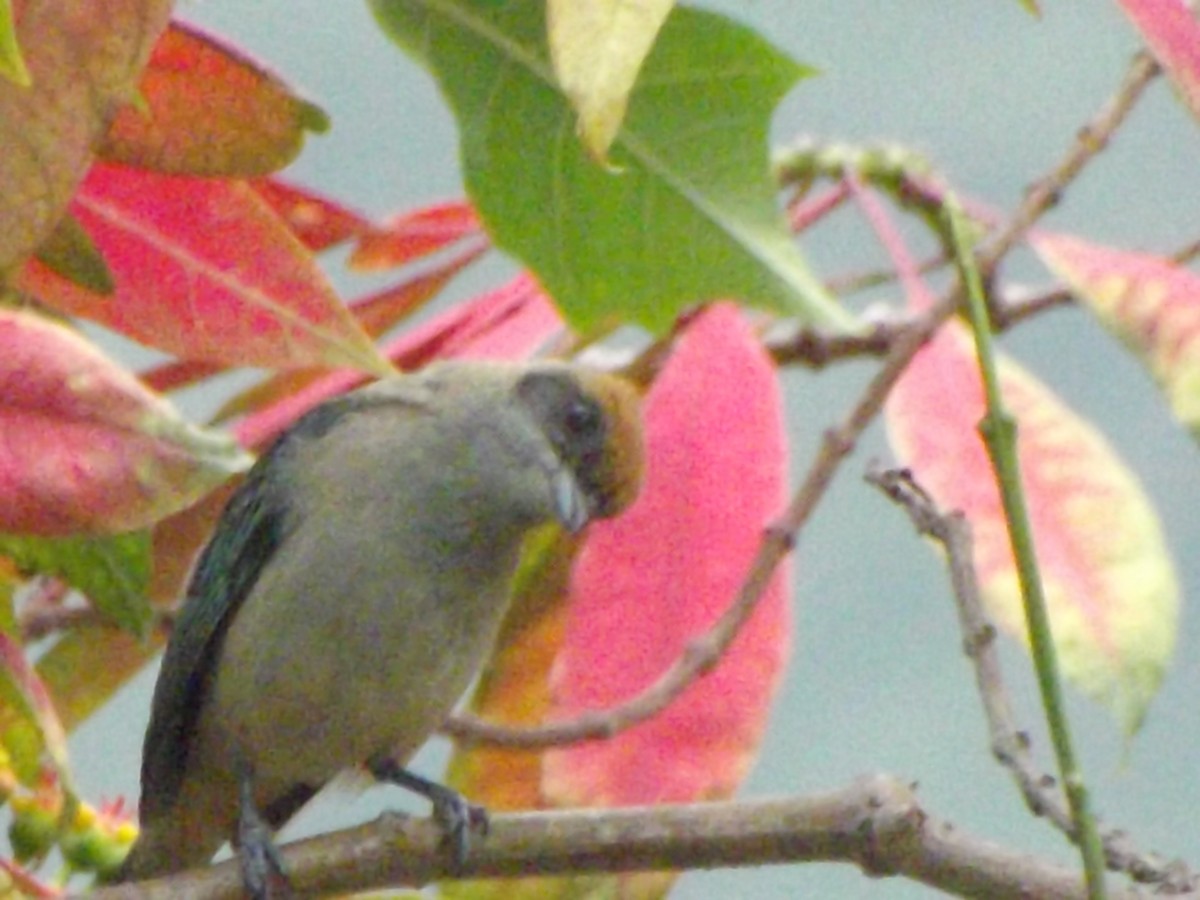 Scrub Tanager - BARIKI BIRDING CUCUTA