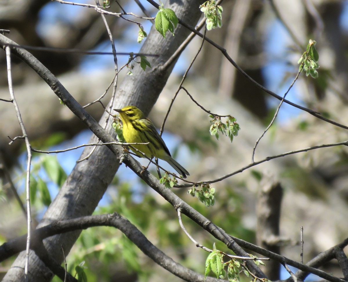 Prairie Warbler - ML151074791