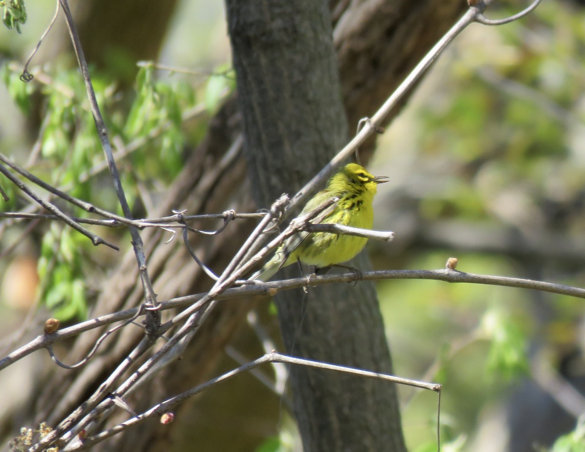 Prairie Warbler - ML151074831