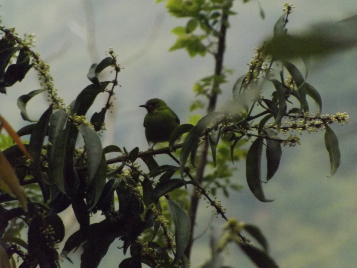 Green Honeycreeper - ML151075001