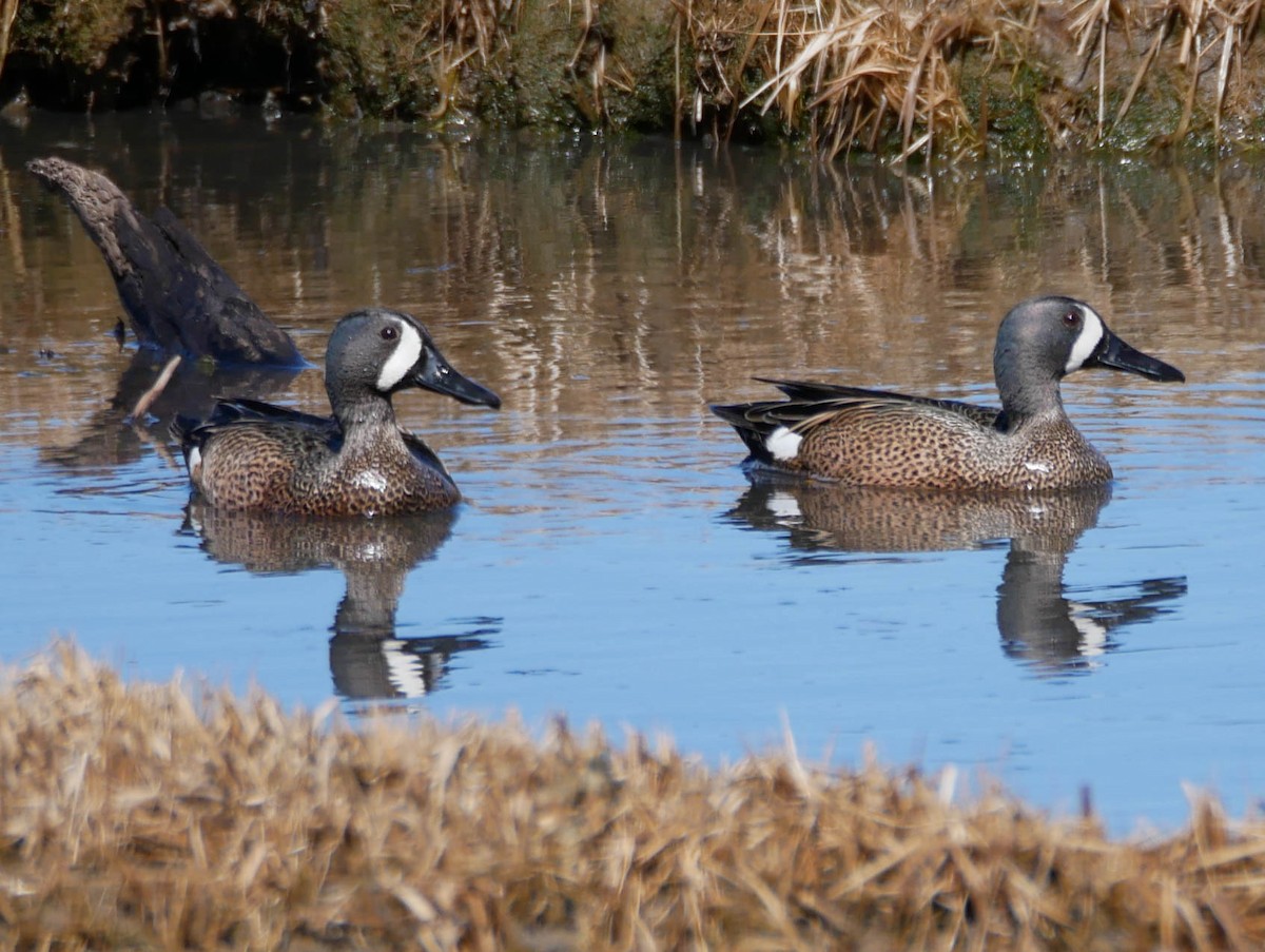 Blue-winged Teal - ML151076401
