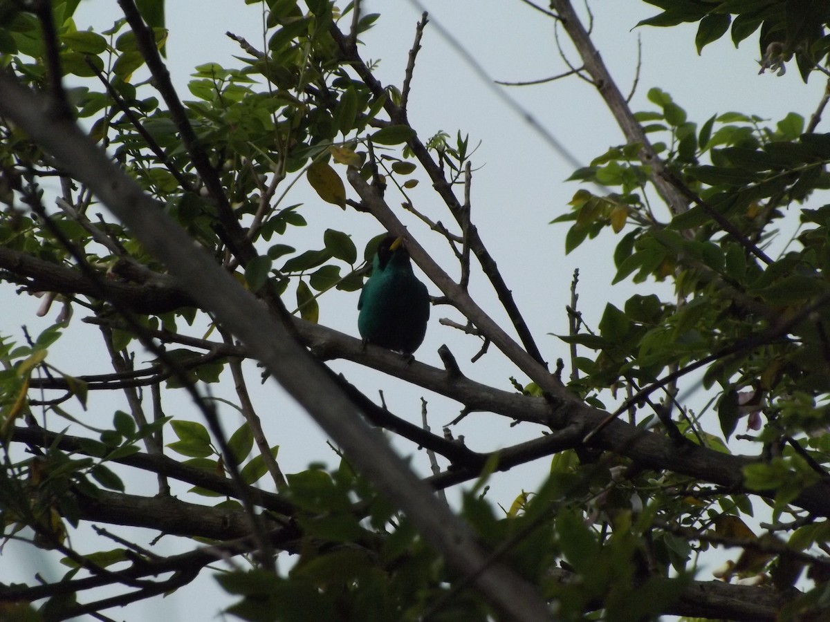 Green Honeycreeper - ML151076511