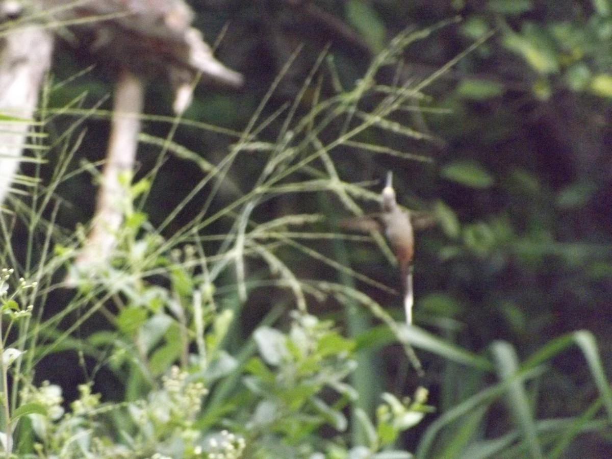 Серобрюхий колибри-отшельник - ML151077121