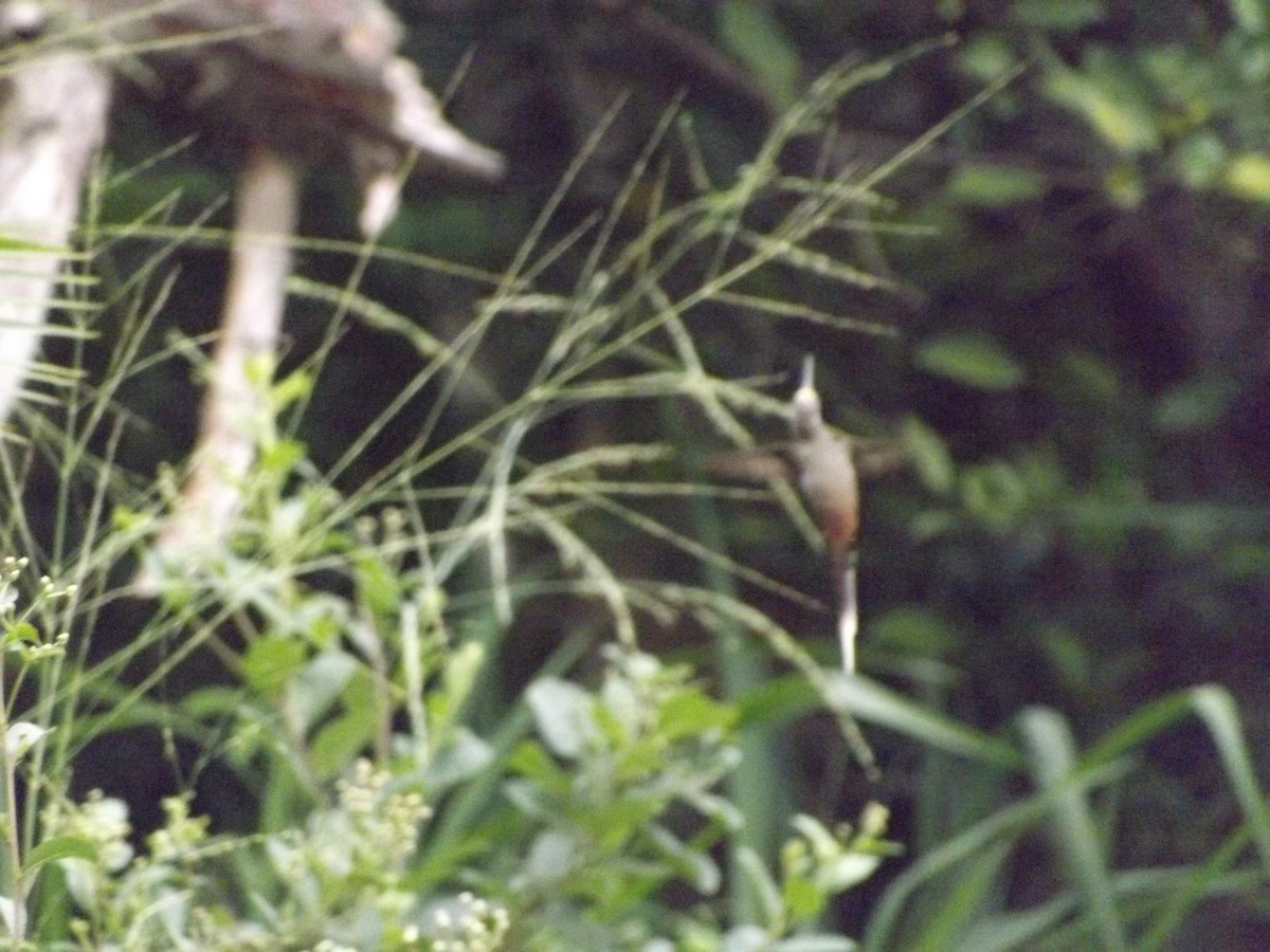 Sooty-capped Hermit - ML151077121