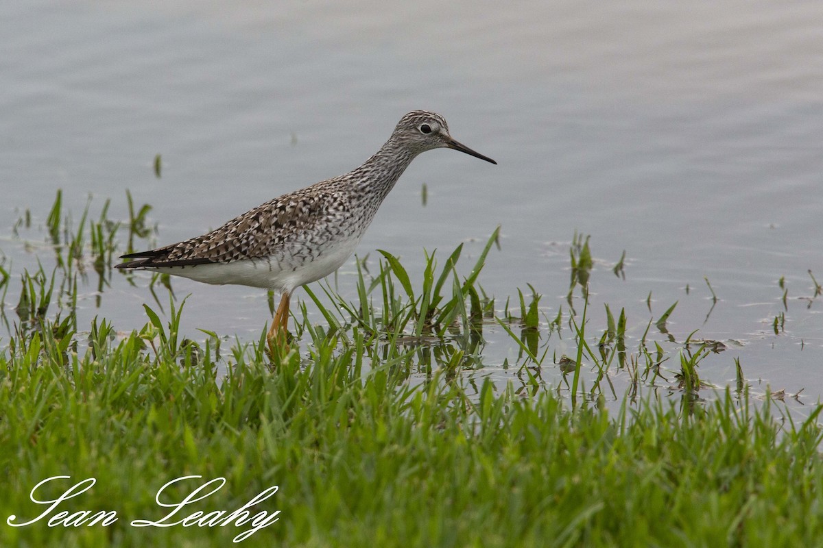 Lesser Yellowlegs - ML151077261