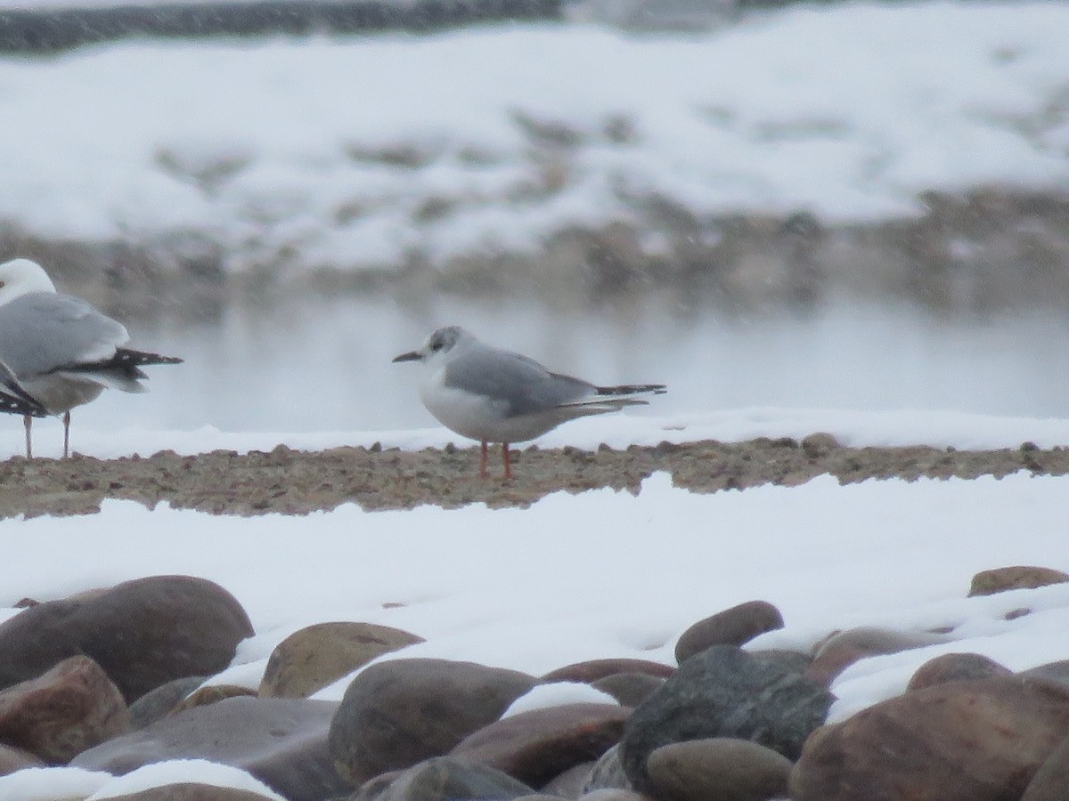 Bonaparte's Gull - Del Nelson