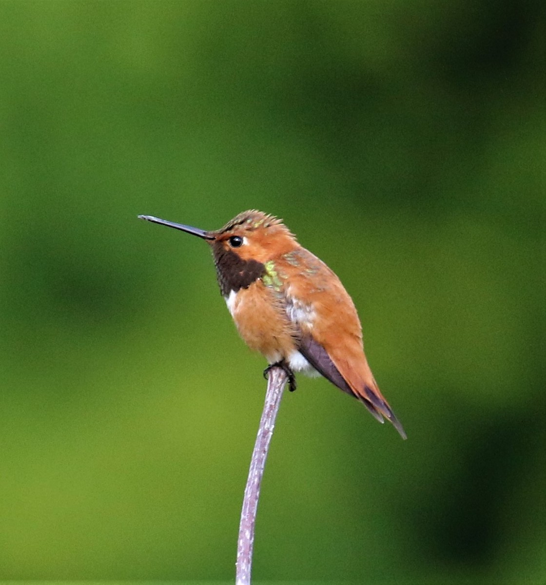 Rufous Hummingbird - Bradley Waggoner