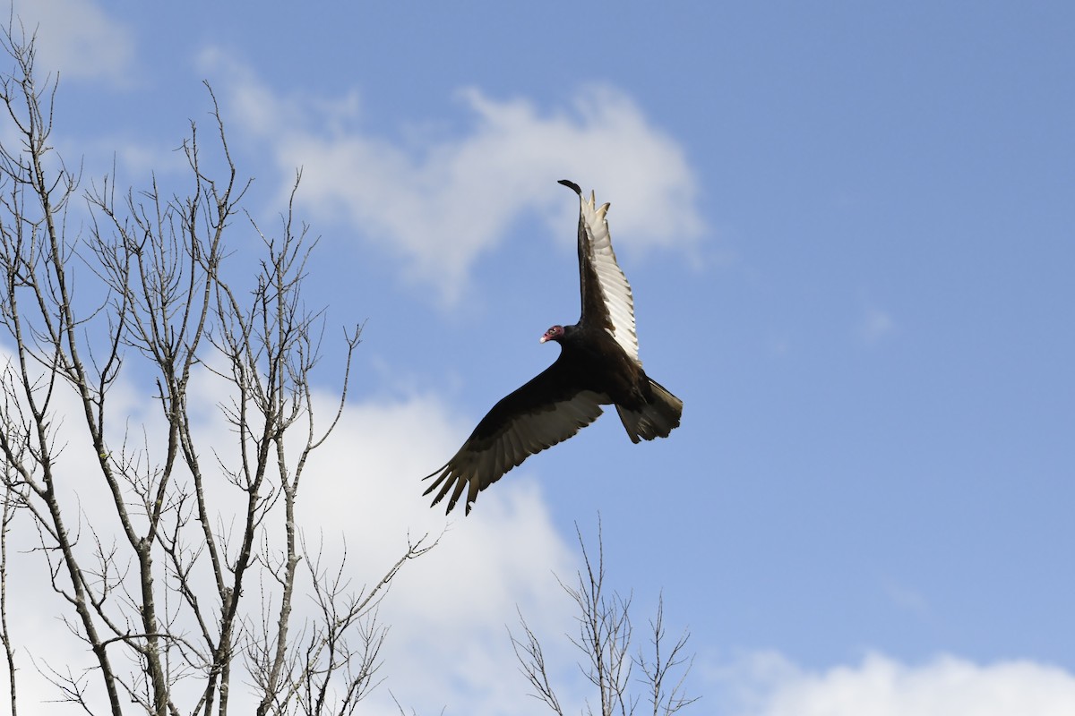 Turkey Vulture - ML151081491