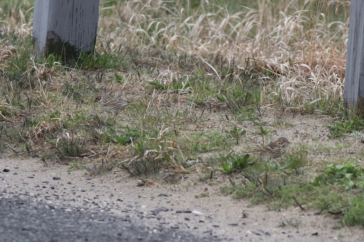 Vesper Sparrow - ML151084541