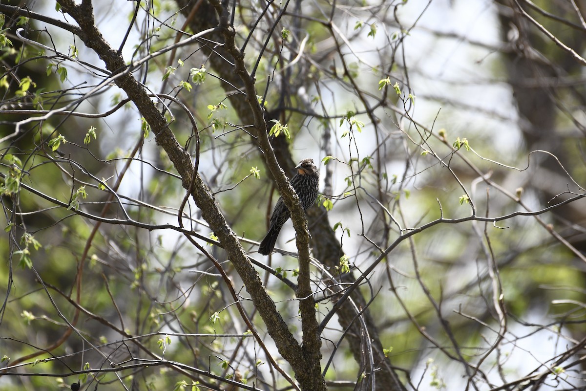 Red-winged Blackbird - Katie Dial