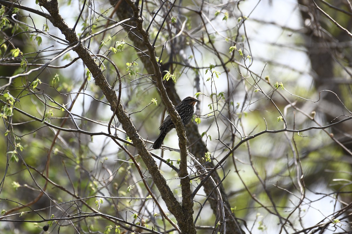 Red-winged Blackbird - ML151085901