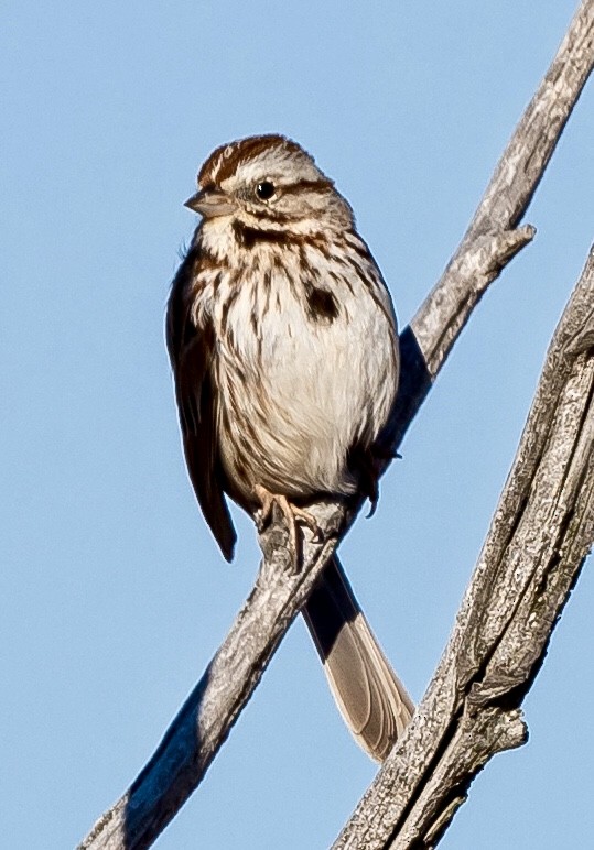 Song Sparrow - ML151087261