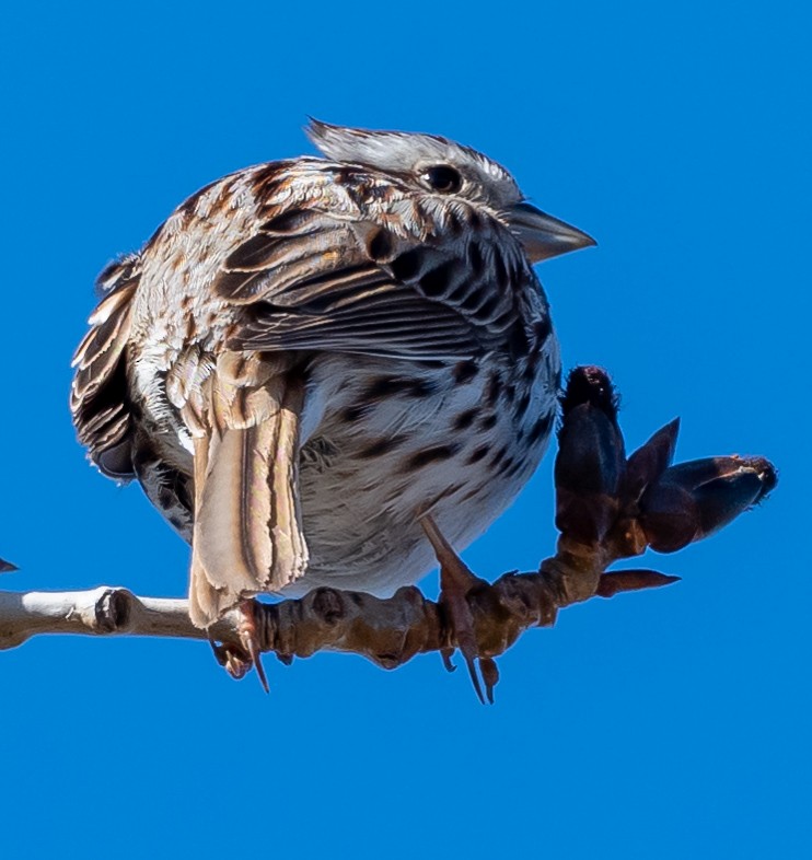 Song Sparrow - ML151087271