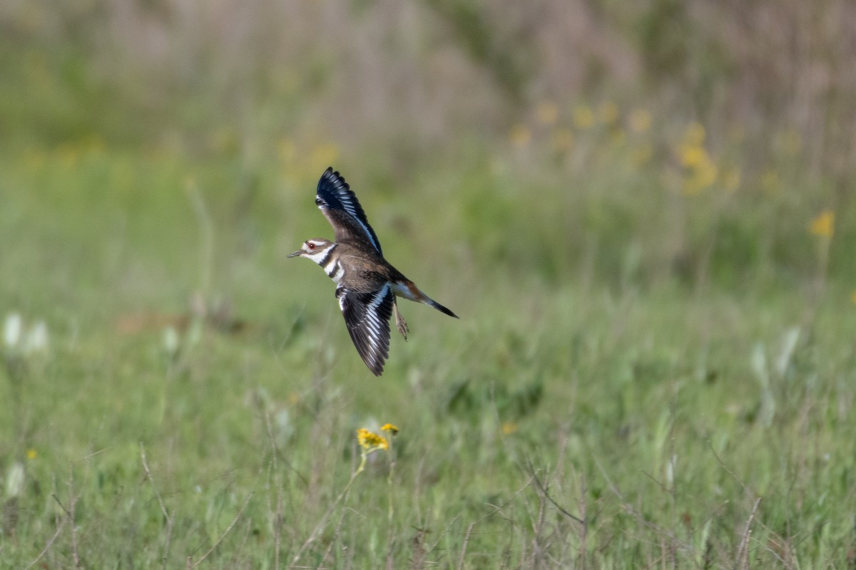 Killdeer - Cody Massery