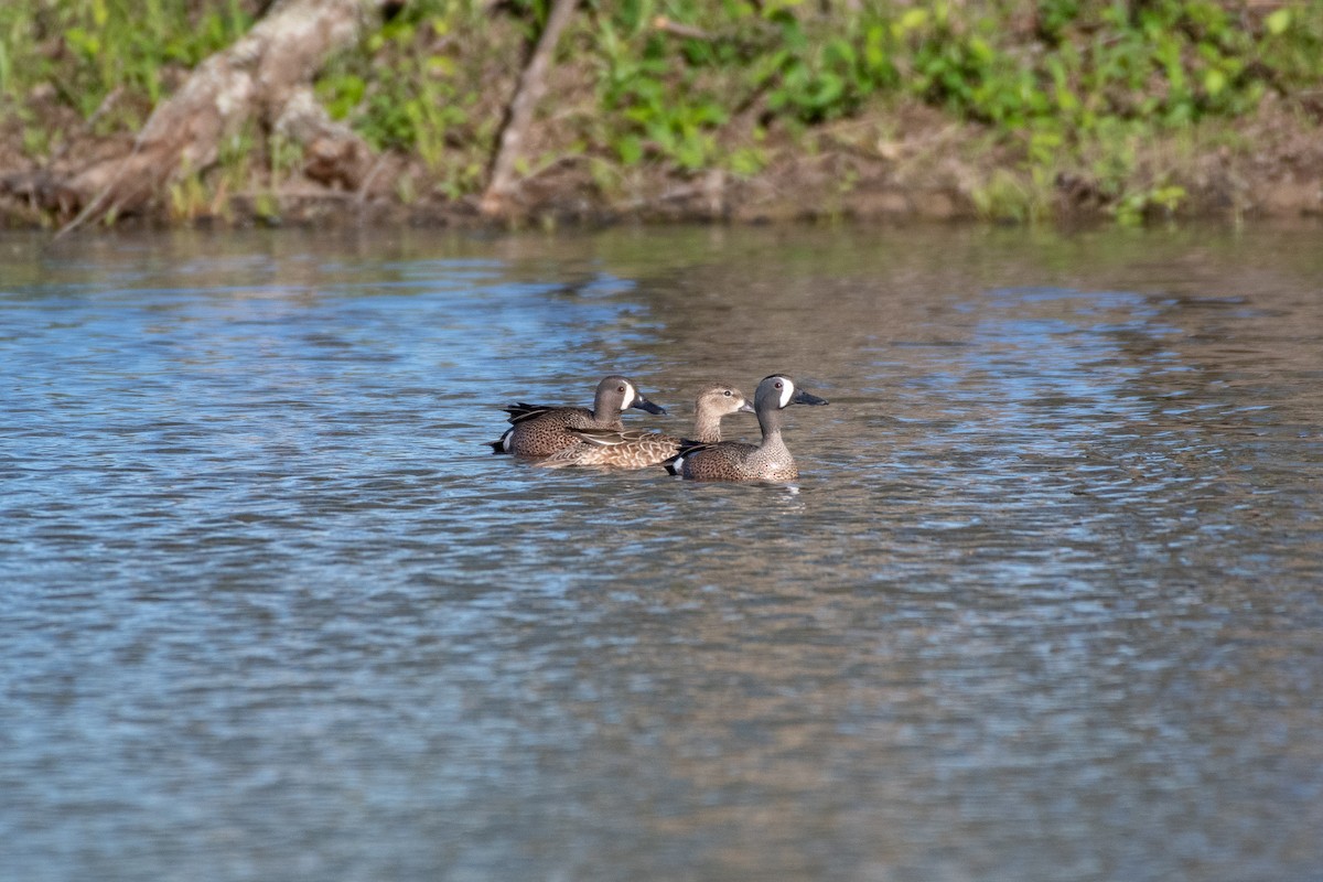 Blue-winged Teal - ML151088051