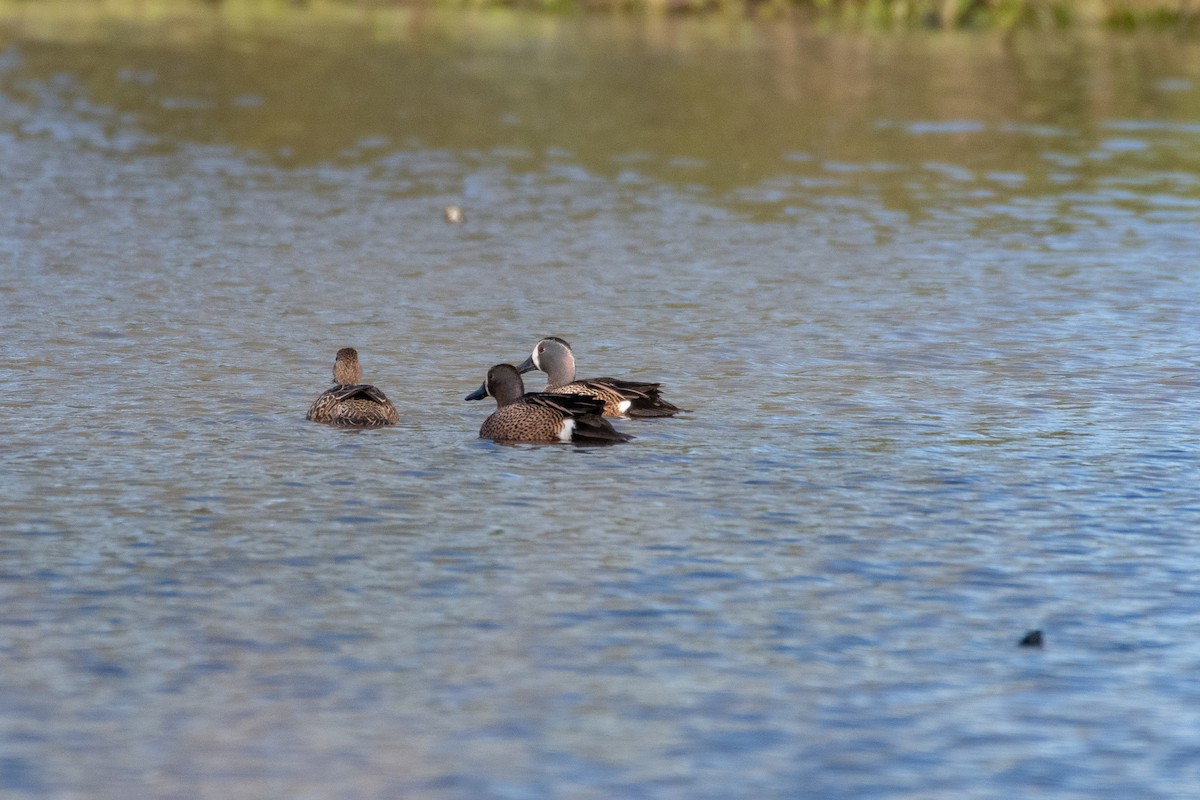 Blue-winged Teal - ML151088061