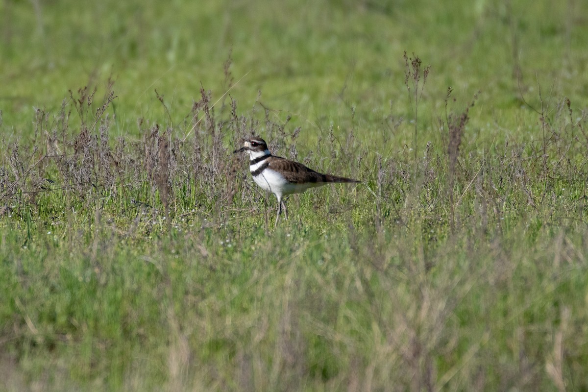 Killdeer - Cody Massery