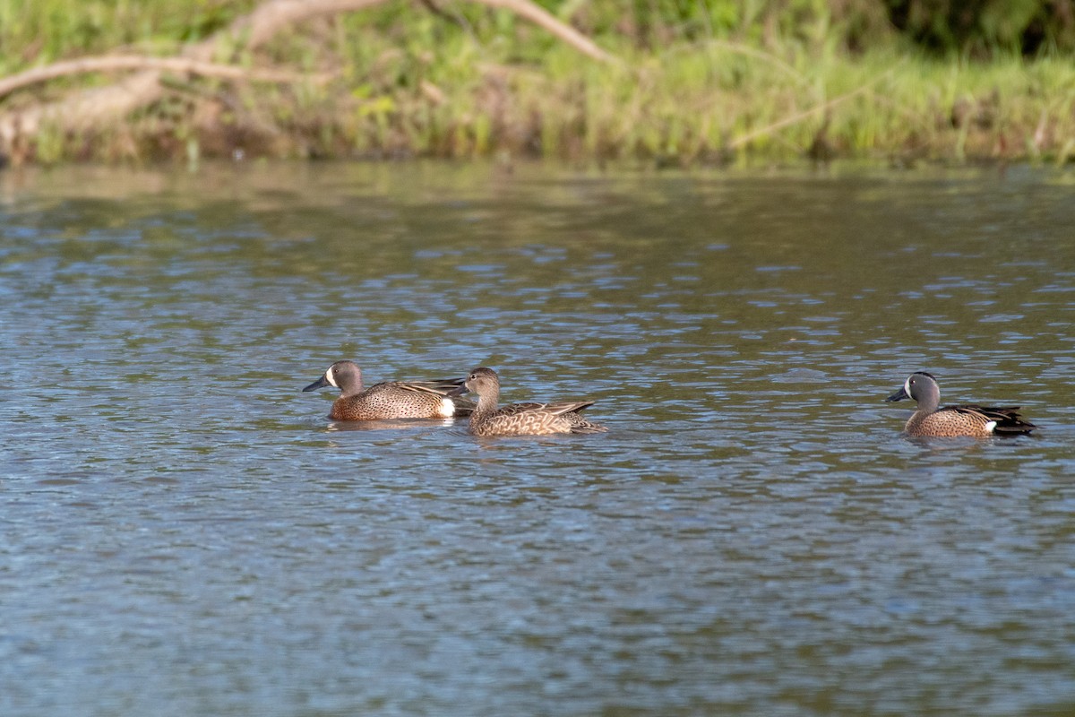 Blue-winged Teal - ML151088081