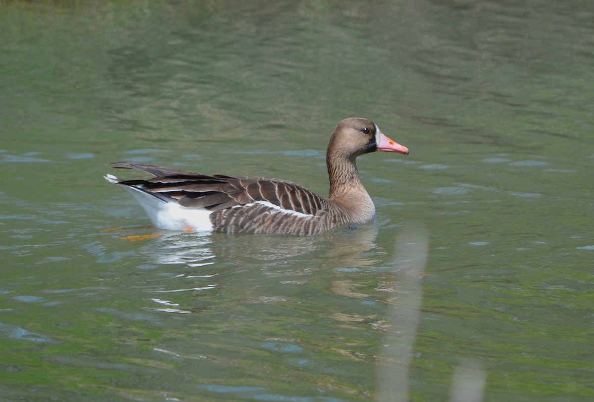 Greater White-fronted Goose - Cedrik von Briel