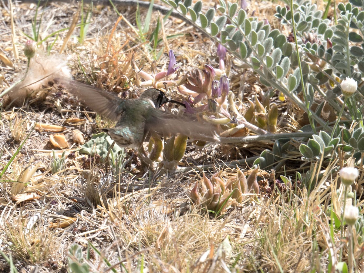 Black-chinned Hummingbird - Susan Elliott