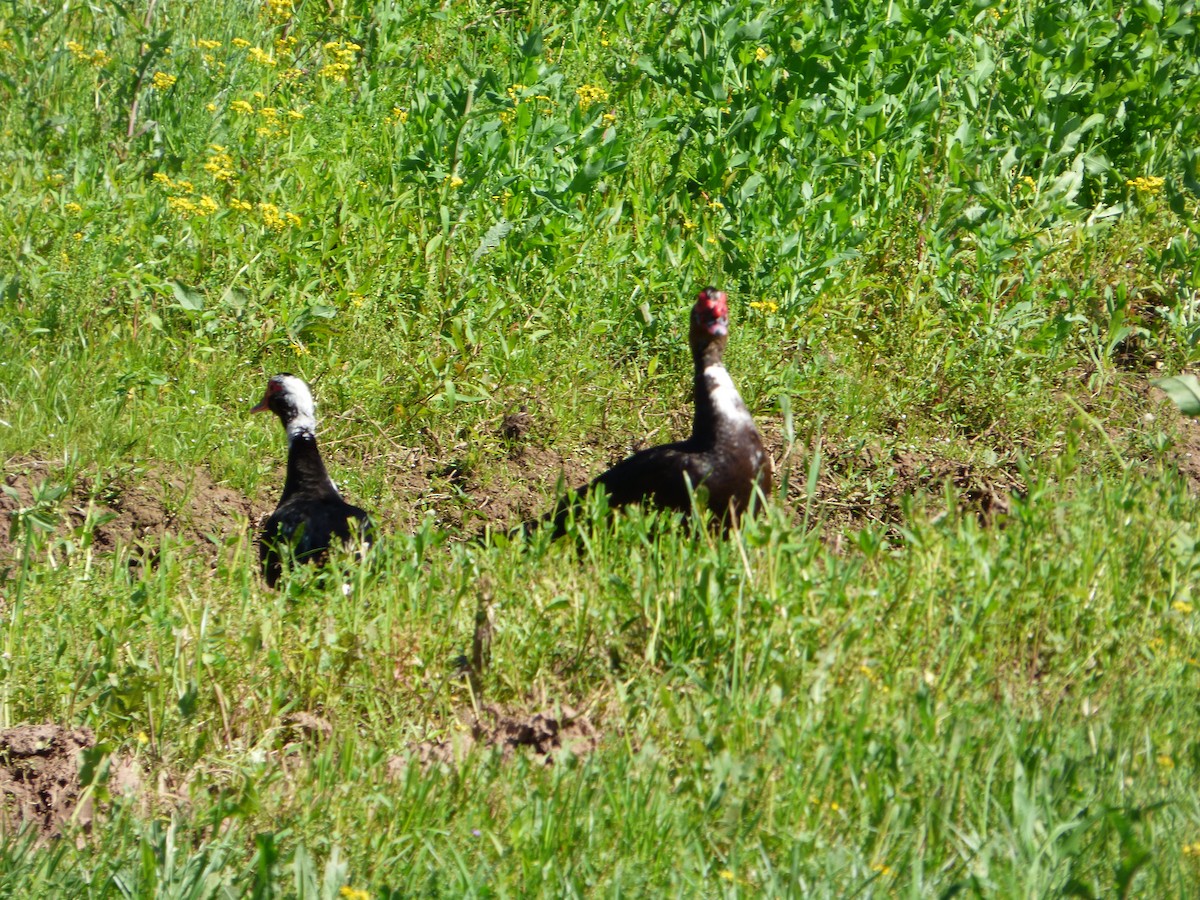 Muscovy Duck (Domestic type) - Elaine Pan