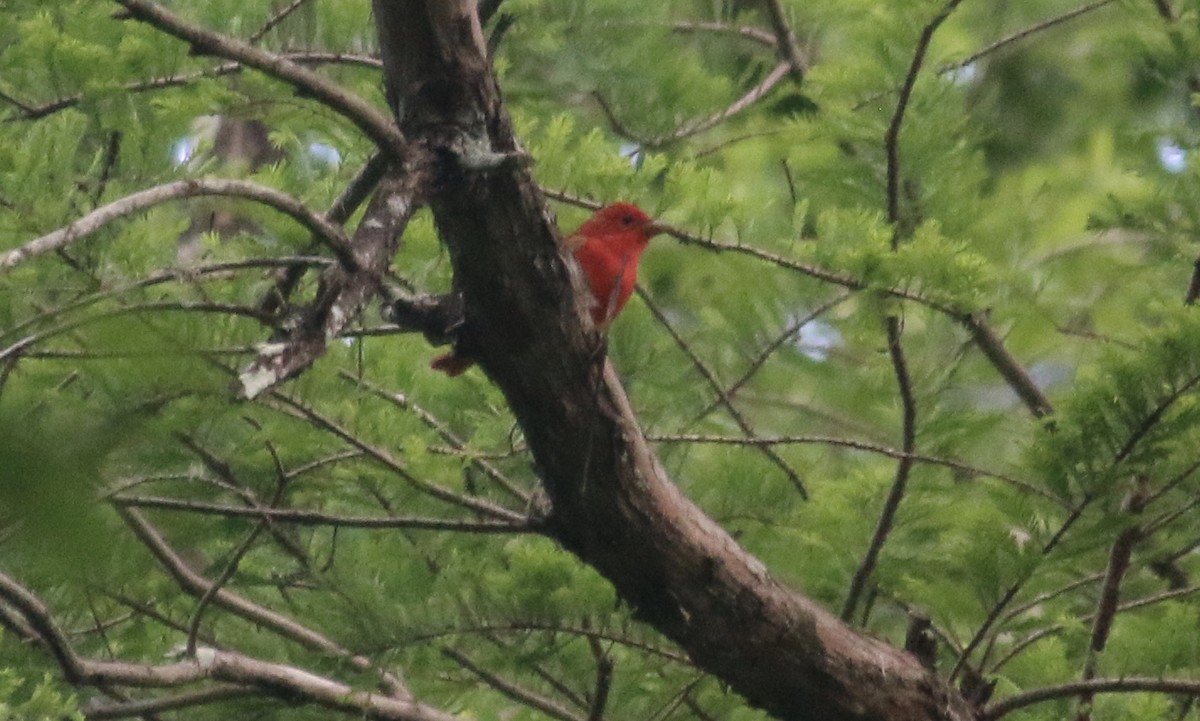 Summer Tanager - ML151093691