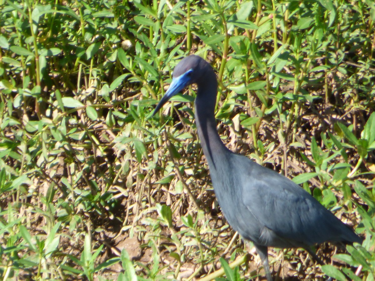 Little Blue Heron - ML151093781