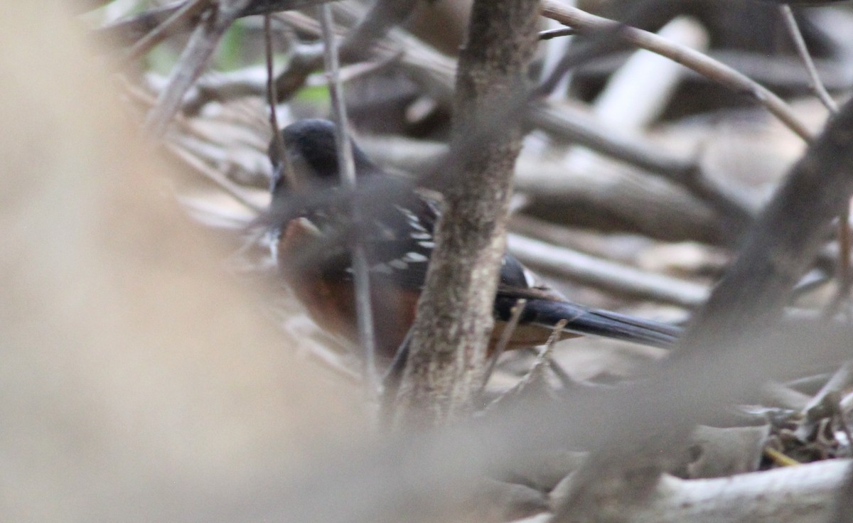 Spotted Towhee - ML151093861