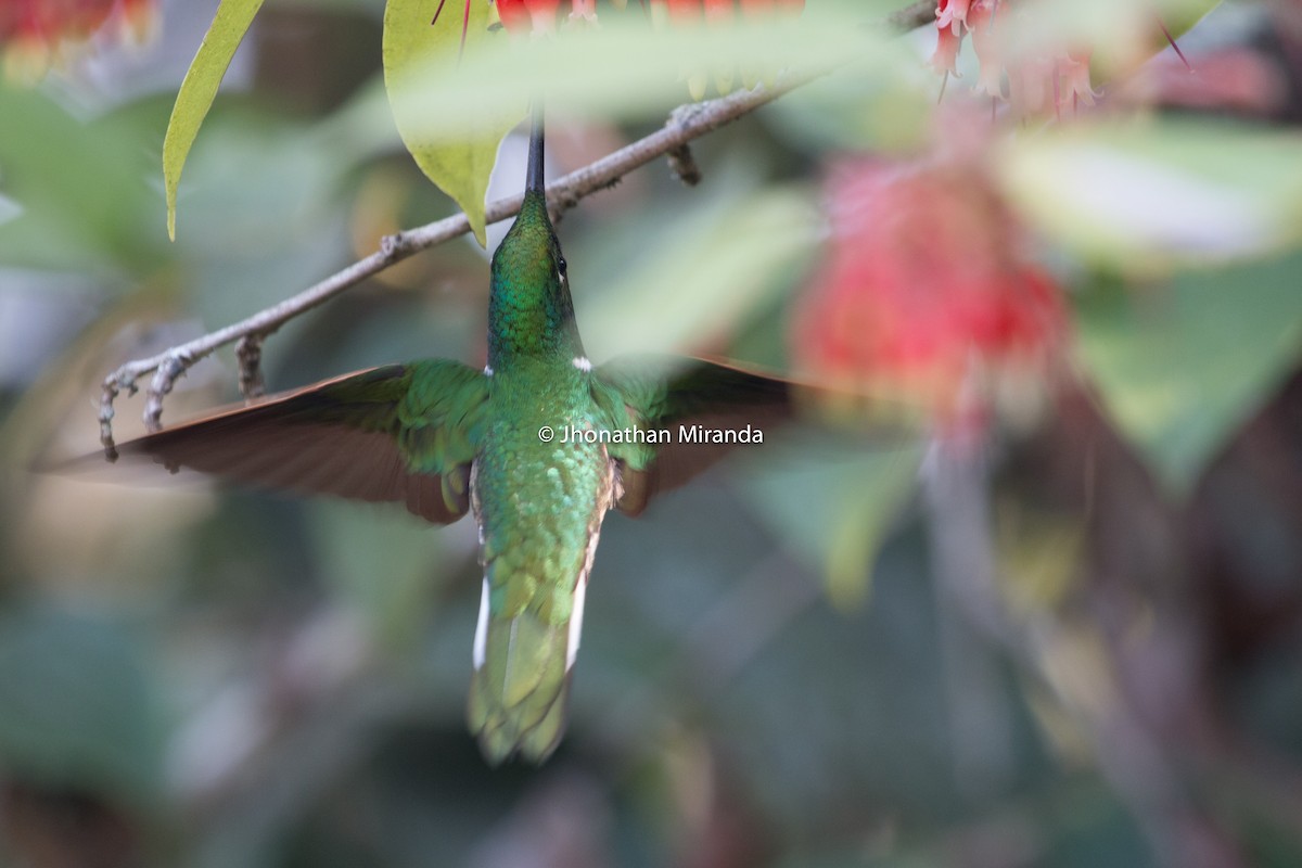 Green Inca - Jhonathan Miranda - Wandering Venezuela Birding Expeditions