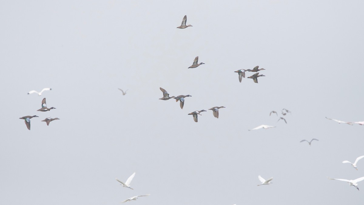 Blue-winged Teal - ML151094761