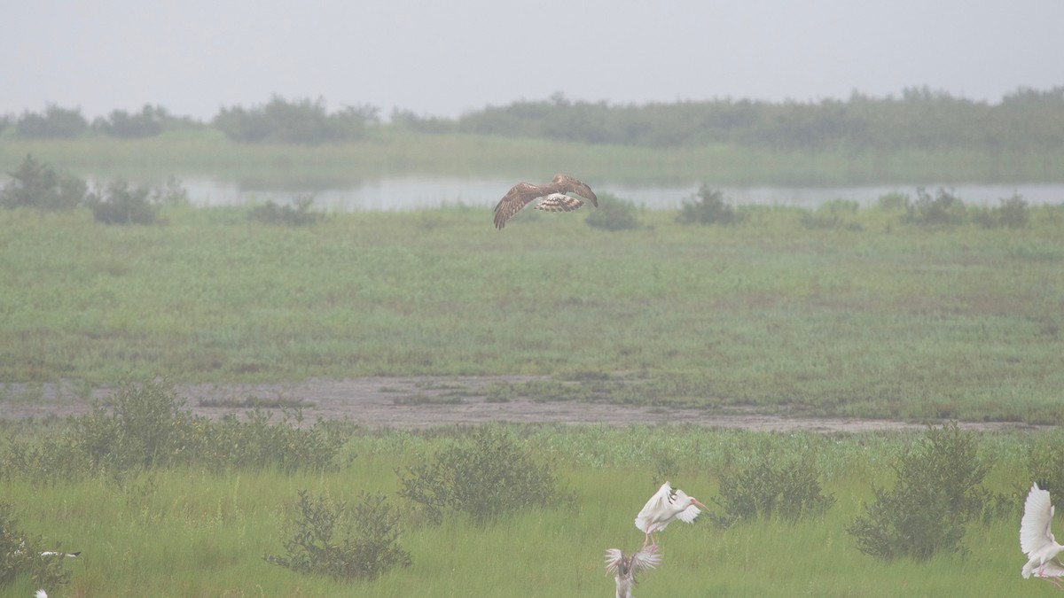 Northern Harrier - ML151097031