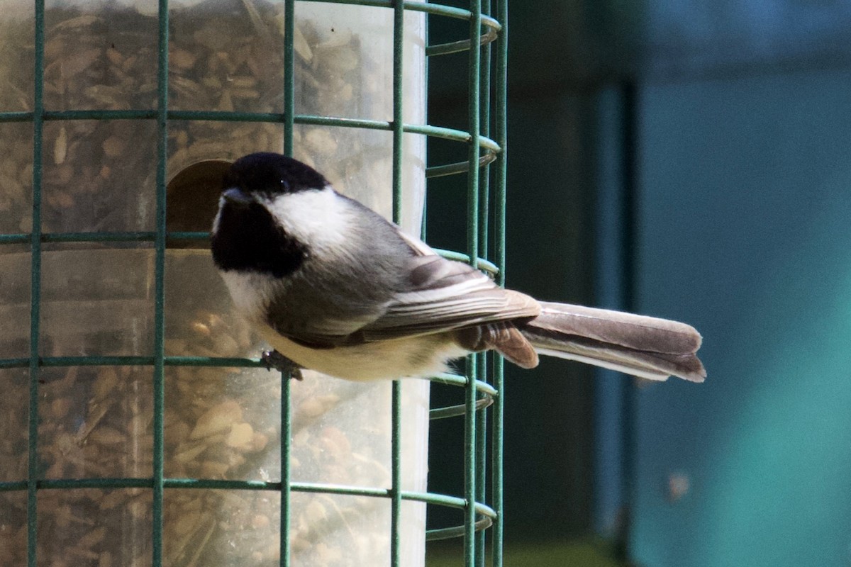 Black-capped Chickadee - ML151097661