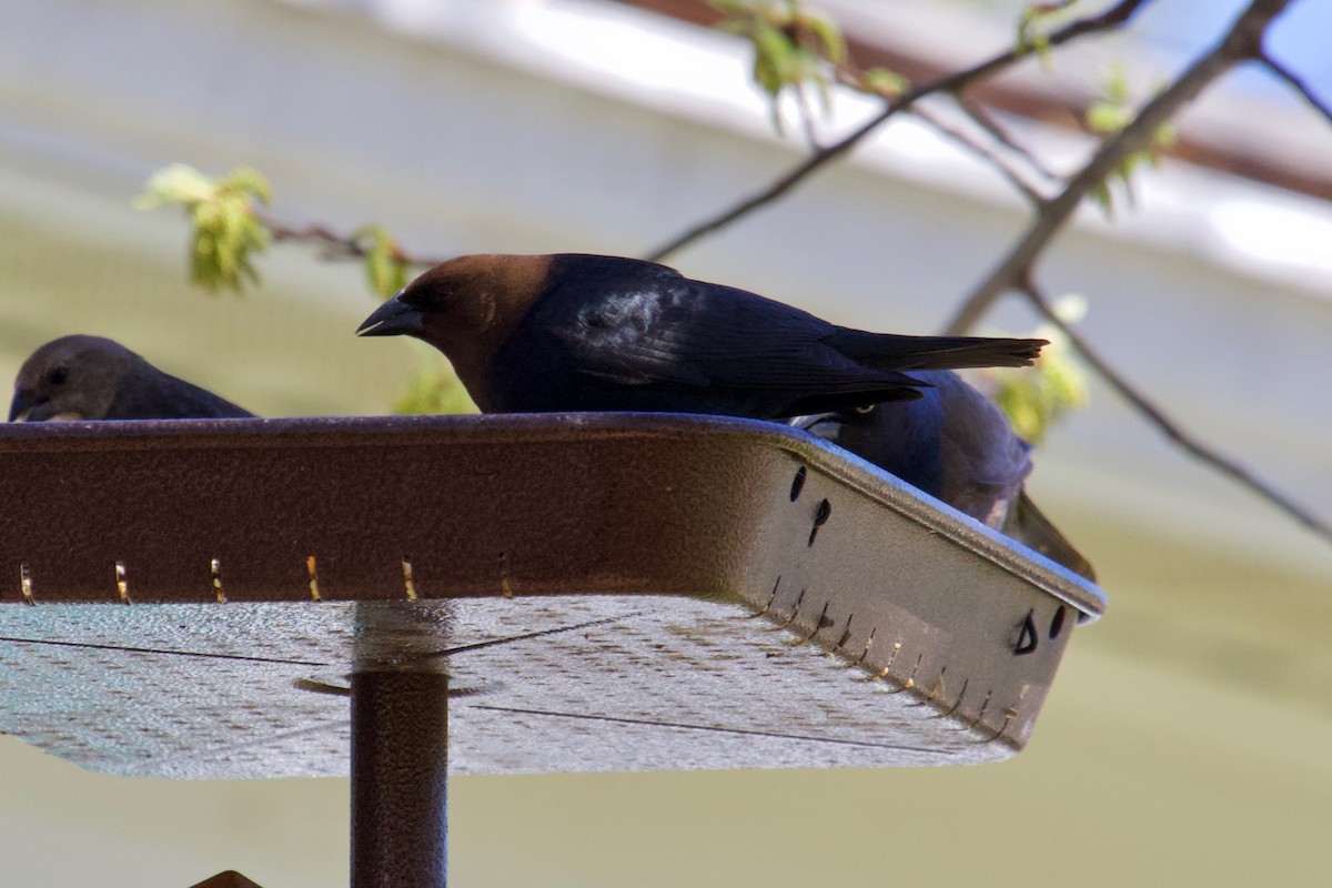 Brown-headed Cowbird - ML151097891