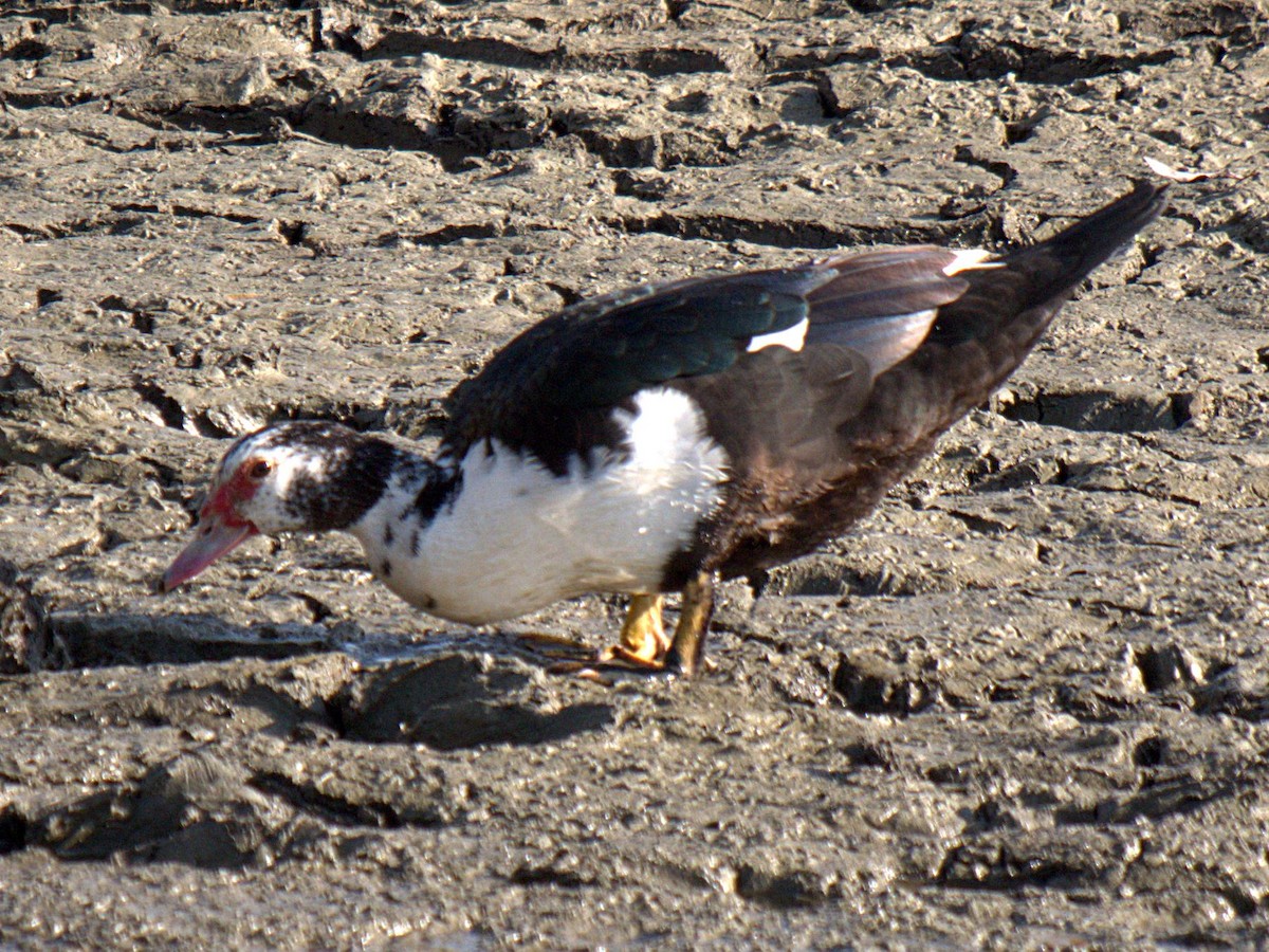 Muscovy Duck (Domestic type) - ML151099711