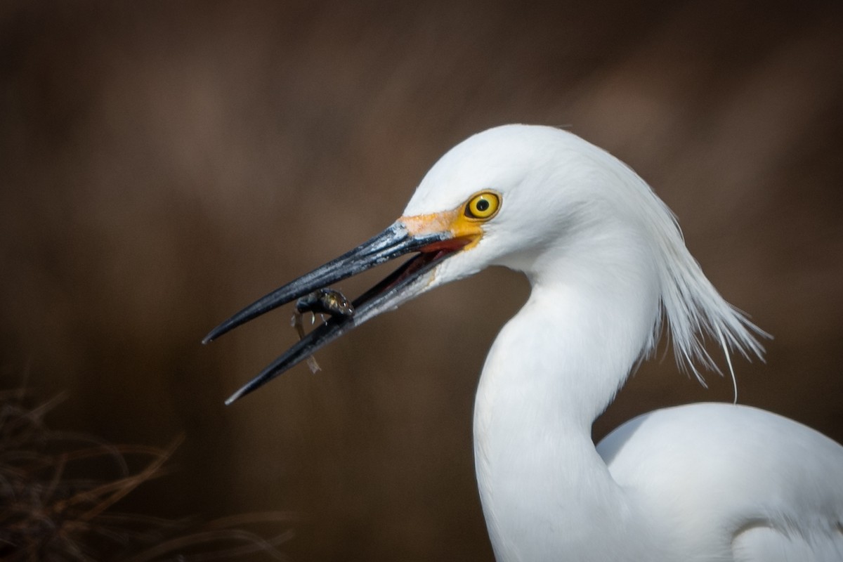 Snowy Egret - Jason Dain