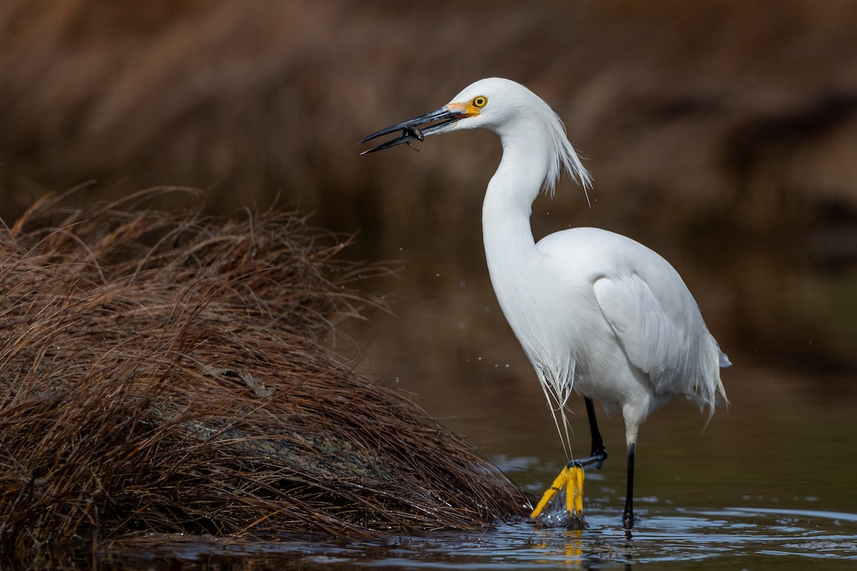 Snowy Egret - ML151099841